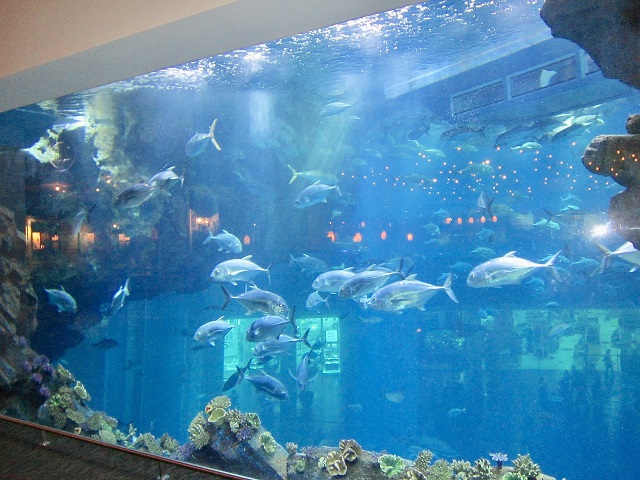 Аквариум в Dubai Mall